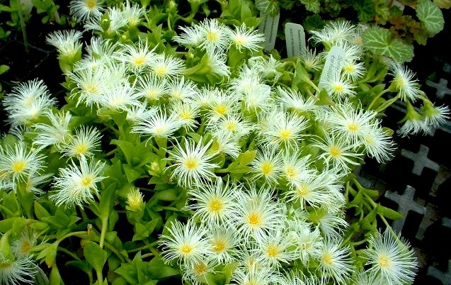 sceletium tortuosum